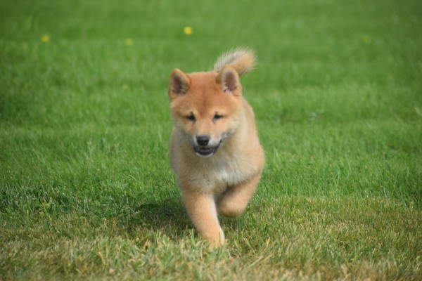 Shiba Inu (reu) 96695