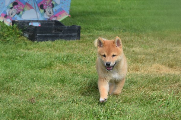 Shiba Inu (reu) 96695