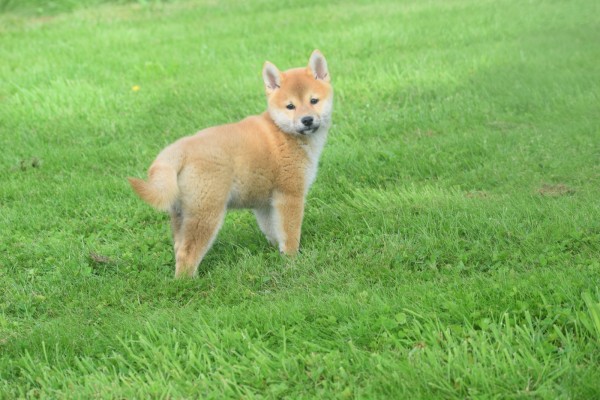 Shiba Inu (teef) 96697
