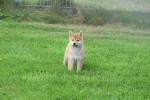 Shiba Inu (teef) 96697