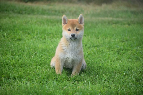 Shiba Inu (teef) 96697
