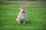 Shiba Inu (teef) 96697