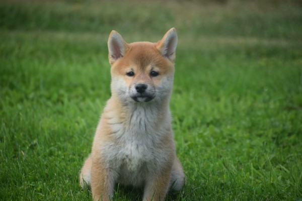 Shiba Inu (teef) 96697