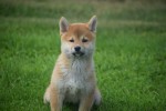 Shiba Inu (teef) 96697