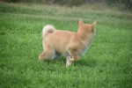 Shiba Inu (teef) 96697