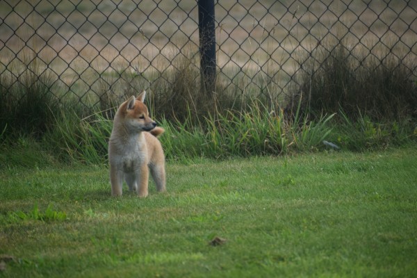 Shiba Inu (teef) 96697