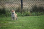 Shiba Inu (teef) 96697