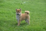 Shiba Inu (teef) 96697