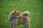 Shiba Inu (teef) 96697