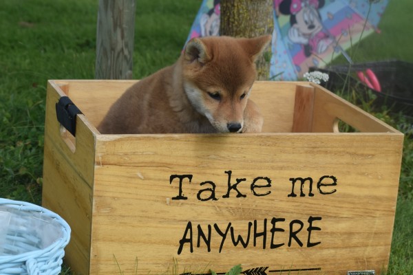Shiba Inu (teef) 96698
