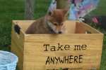 Shiba Inu (teef) 96698