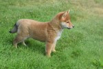 Shiba Inu (teef) 96698