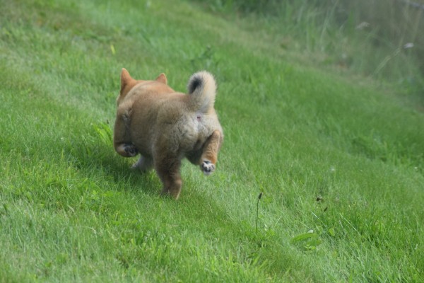 Shiba Inu (teef) 96698