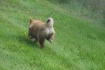 Shiba Inu (teef) 96698