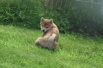 Shiba Inu (teef) 96698