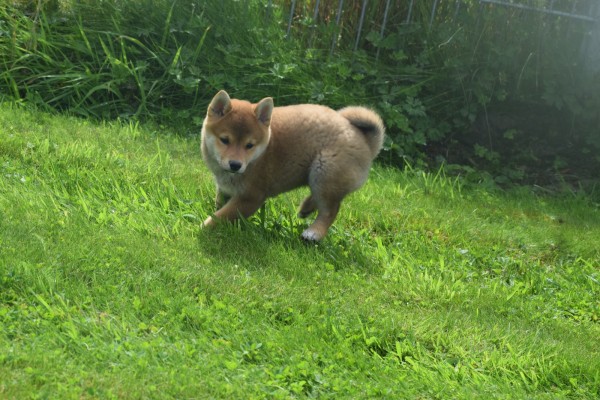 Shiba Inu (teef) 96698