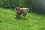 Shiba Inu (teef) 96698