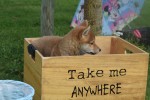 Shiba Inu (teef) 96698
