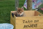 Shiba Inu (teef) 96698