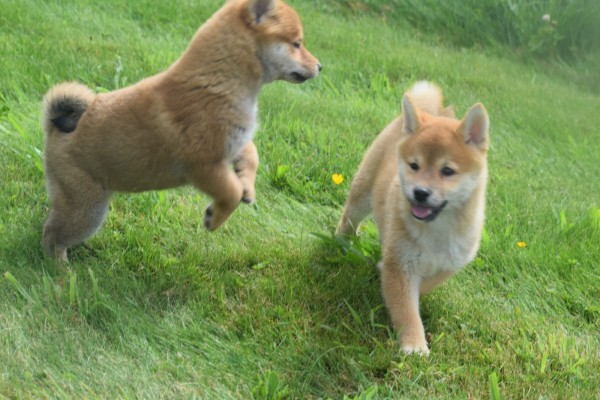 Shiba Inu (teef) 96697
