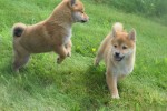 Shiba Inu (teef) 96697