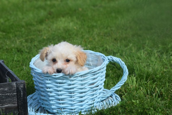 Maltipoo (reu) 26307