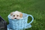 Maltipoo (reu) 26307