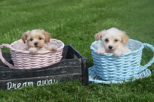 Maltipoo (reu) 26307