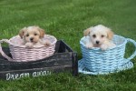 Maltipoo (reu) 26307