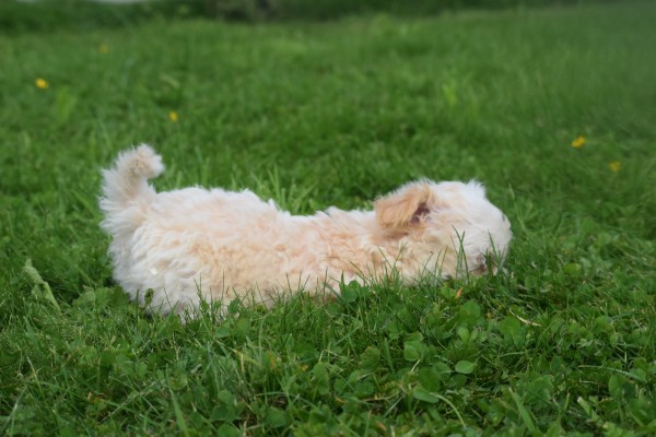 Maltipoo (reu) 26307