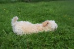 Maltipoo (reu) 26307