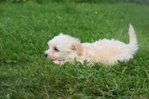 Maltipoo (reu) 26307