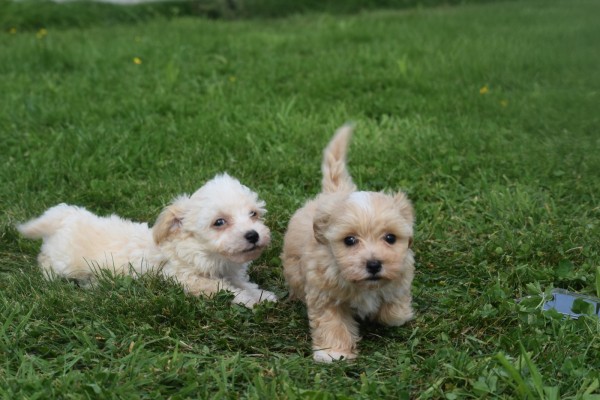 Maltipoo (reu) 26307