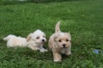 Maltipoo (reu) 26307