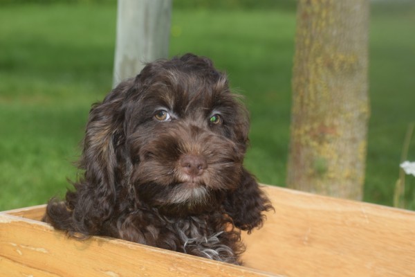 Cockapoo (reu) 67370