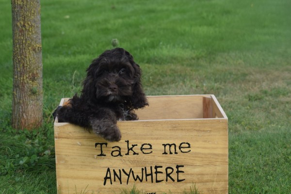 Cockapoo (reu) 67370