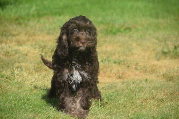 Cockapoo (reu) 67370
