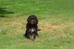 Cockapoo (reu) 67370