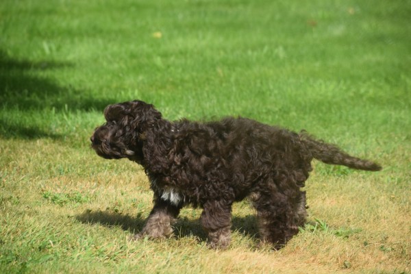 Cockapoo (reu) 67370