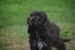Cockapoo (reu) 67370