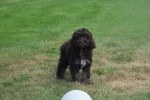 Cockapoo (reu) 67370