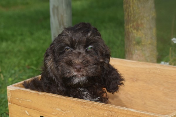 Cockapoo (reu) 67370