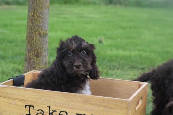 Cockapoo (reu) 67476