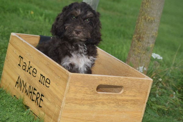 Cockapoo (reu) 67476