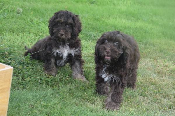 Cockapoo (reu) 67476