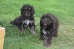 Cockapoo (reu) 67476