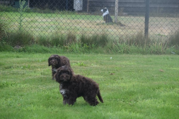 Cockapoo (reu) 67476