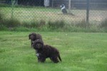Cockapoo (reu) 67476