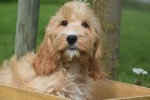 Cockapoo (reu) 67360