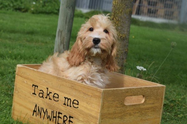 Cockapoo (reu) 67360